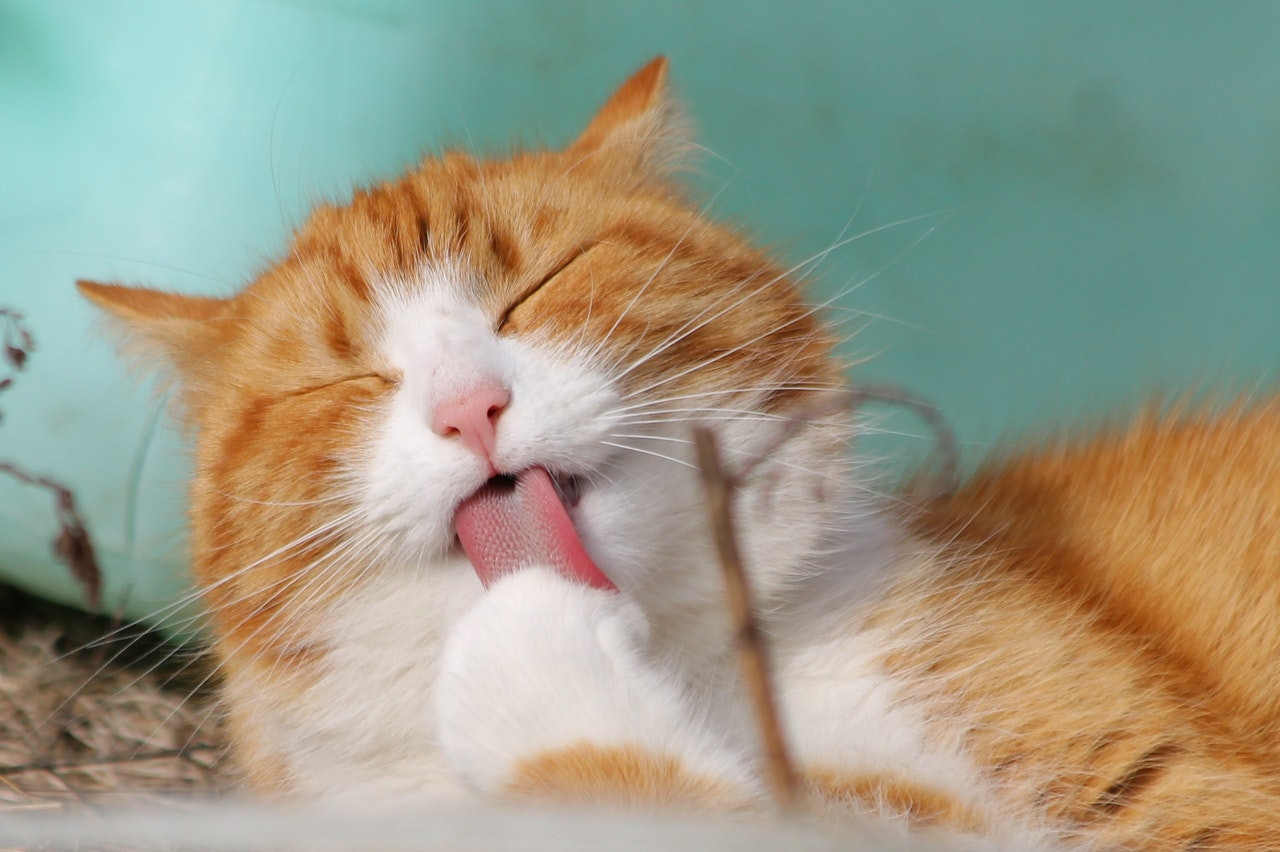 cat image